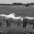 Les chevaux de la ferme aquacole