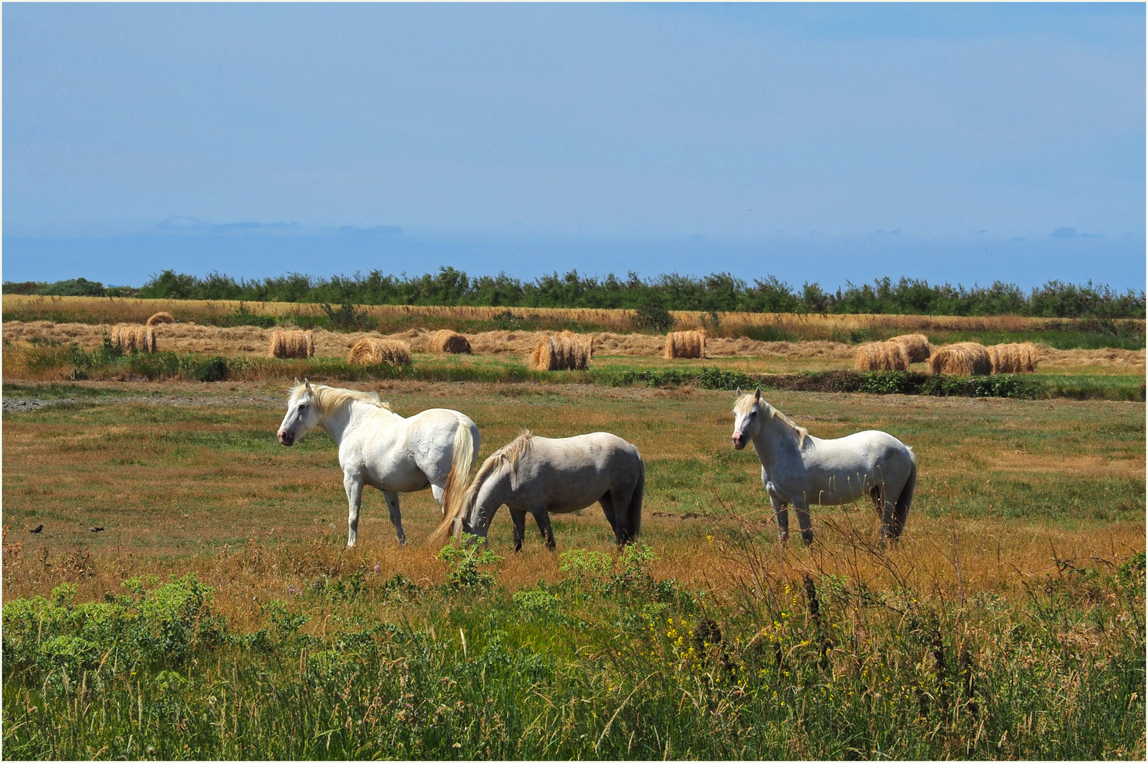 Les chevaux de la ferme aquacole 