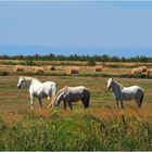 Les chevaux de la ferme aquacole 