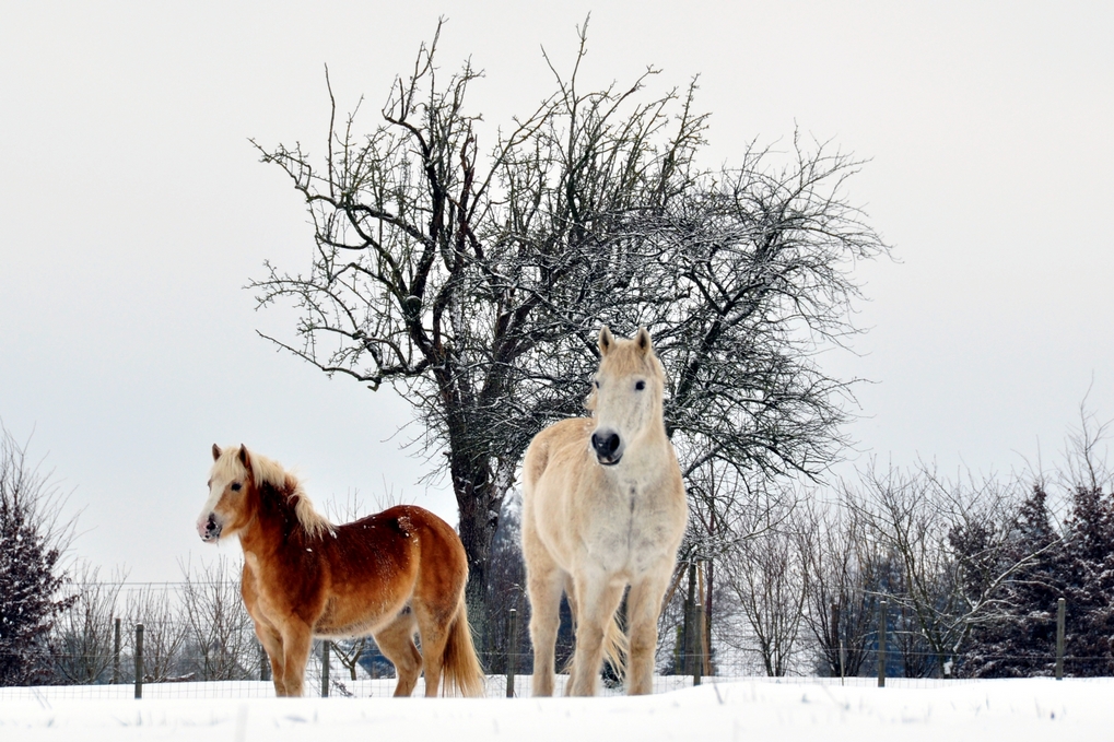 Les chevaux de la Gervaudière