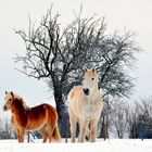 Les chevaux de la Gervaudière