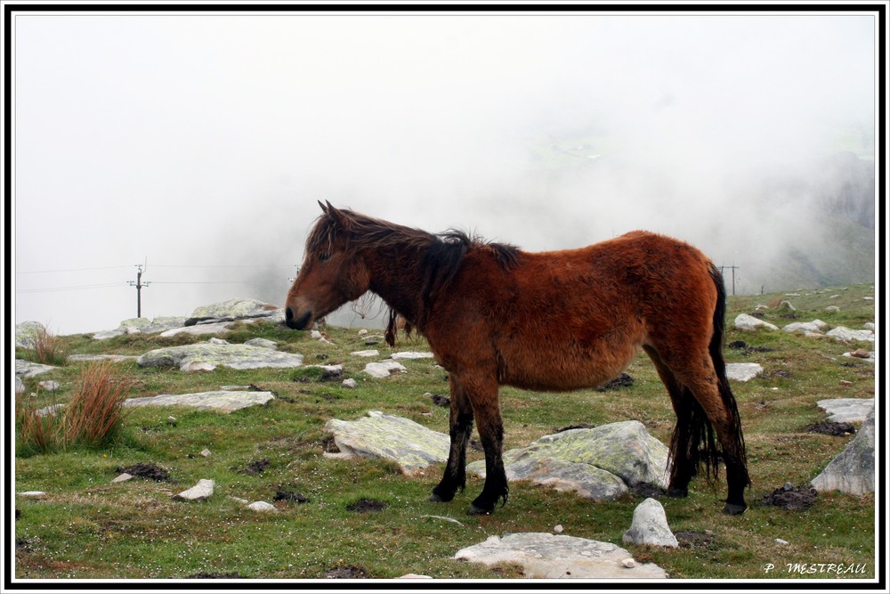 les chevaux de la RHUNE