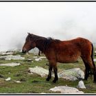 les chevaux de la RHUNE