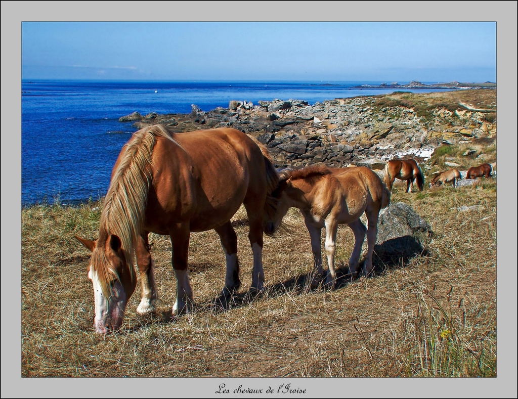 Les chevaux de l'Iroise