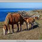 Les chevaux de l'Iroise