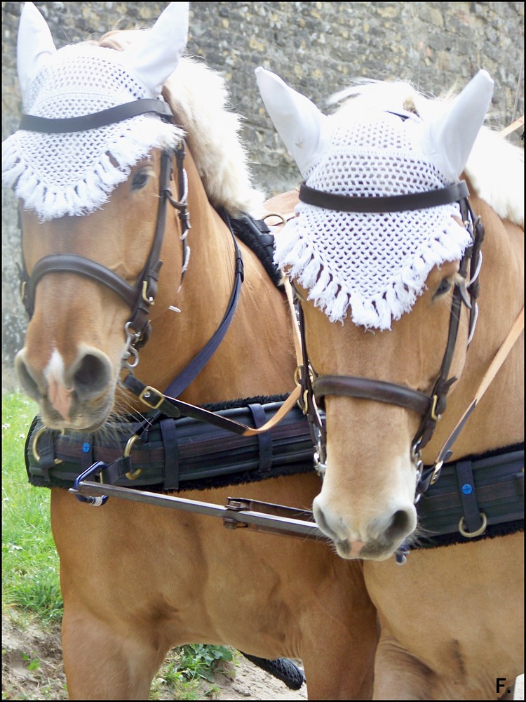 Les chevaux de trait, dans la cité de Carcasonne