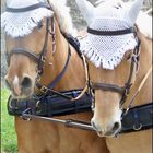 Les chevaux de trait, dans la cité de Carcasonne