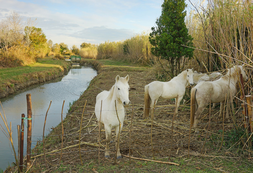 Les chevaux du marais