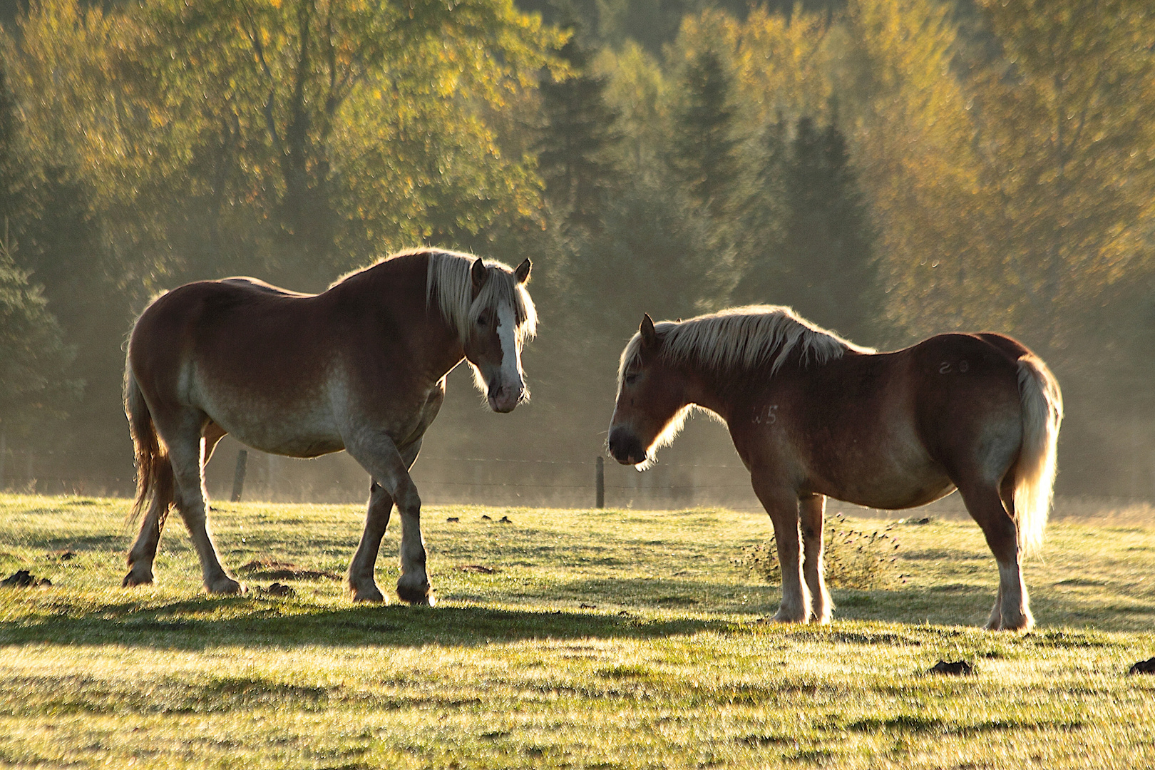 Les chevaux