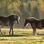 Les chevaux