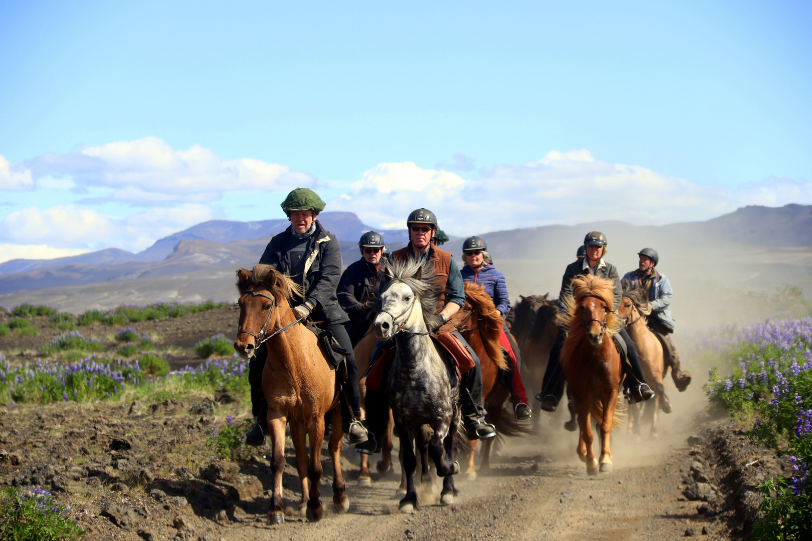 Les chevaux Islandais