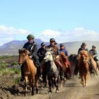 Les chevaux Islandais