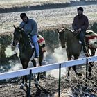 Les chevaux qui fumaient.