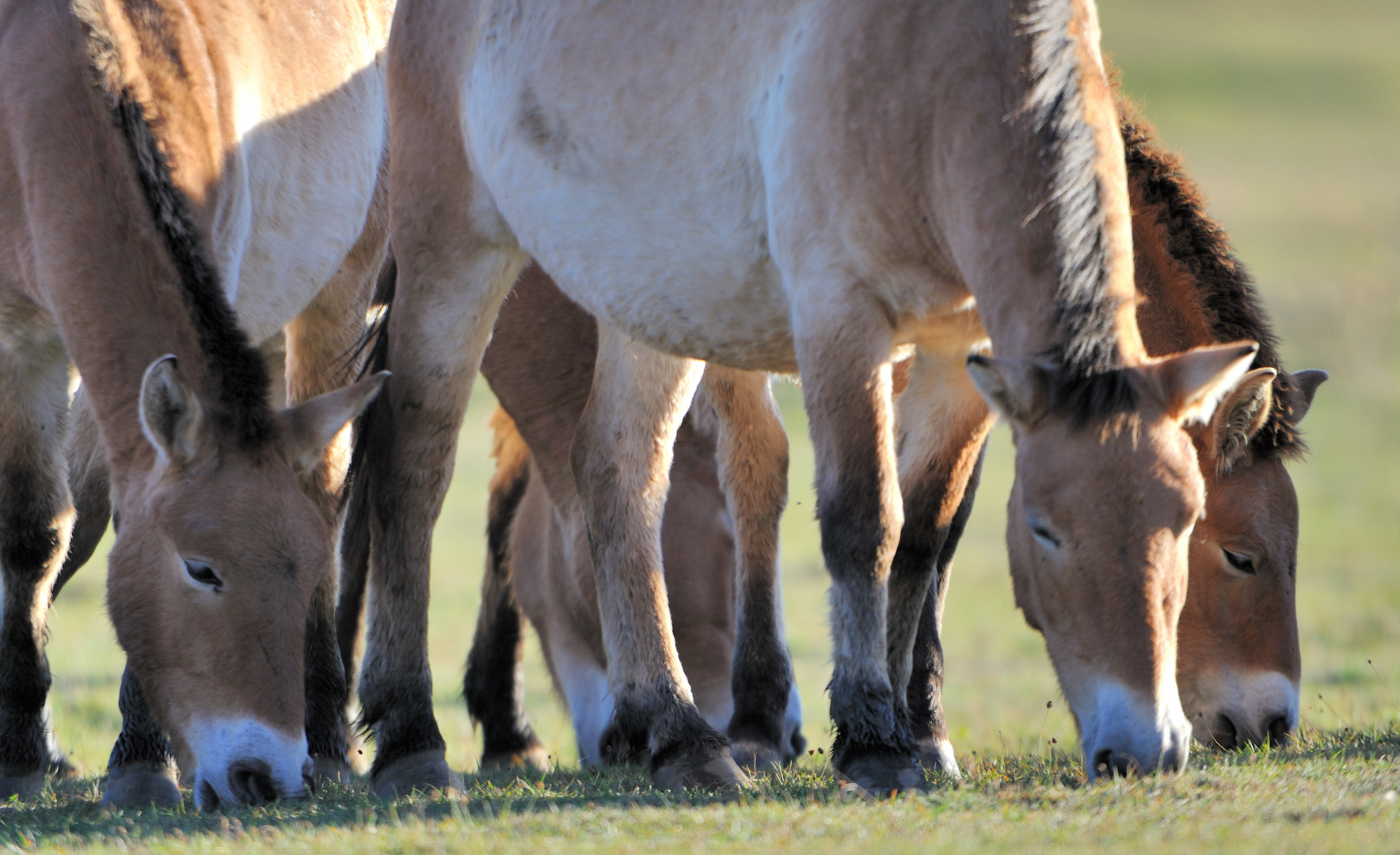 Les Chevaux sauvages de Przewalski