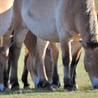 Les Chevaux sauvages de Przewalski