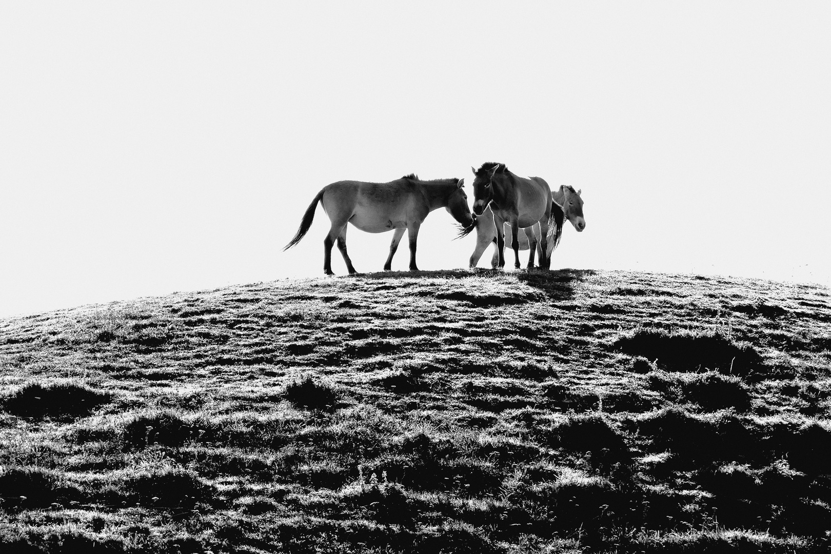 les Chevaux sur la colline  