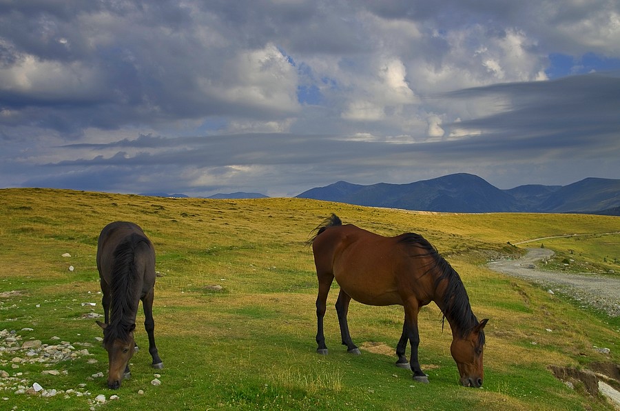 Les chevaux sur la Transalpina