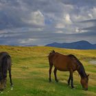 Les chevaux sur la Transalpina