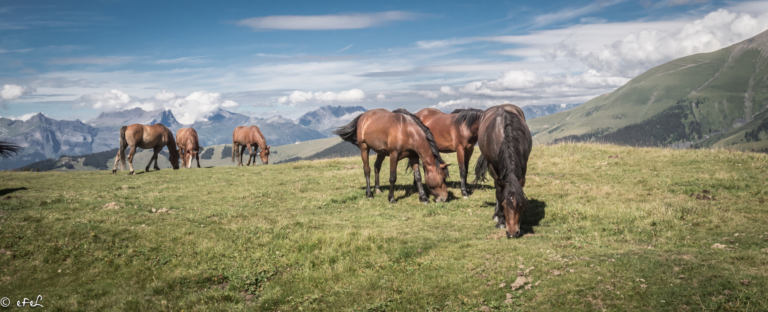 Les chevaux sur les Alpages