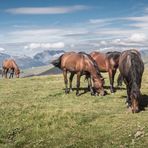 Les chevaux sur les Alpages