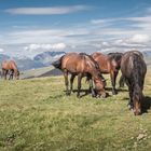 Les chevaux sur les Alpages
