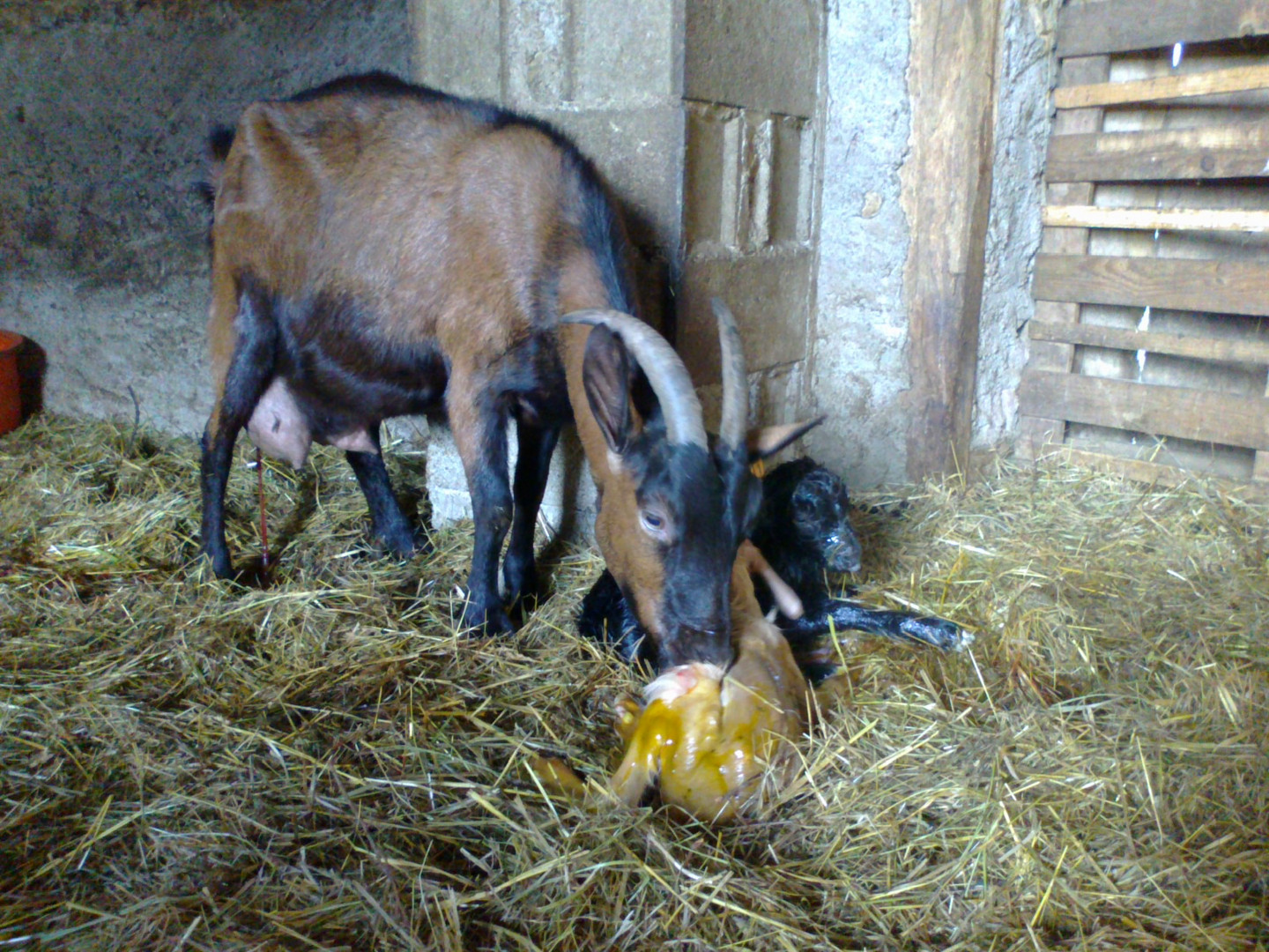 les chevreaux de noel