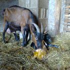 les chevreaux de noel