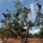 les chévres des arganiers