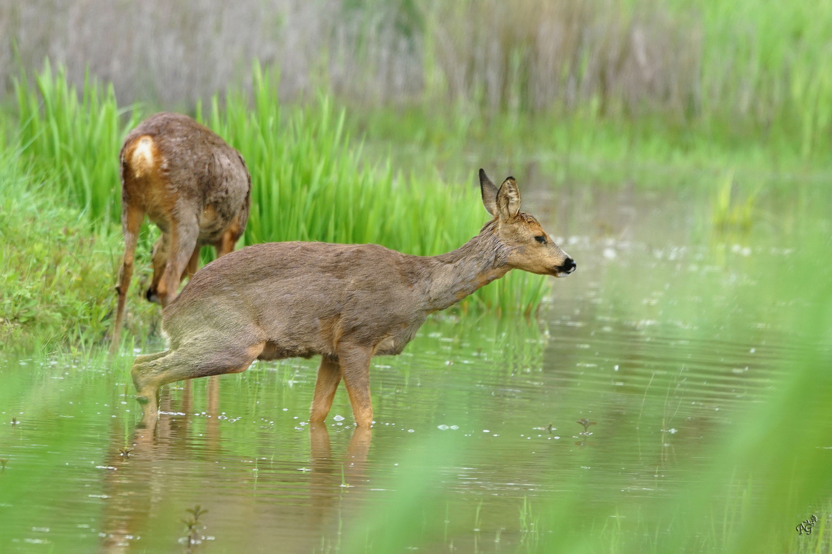 Les chevrettes au bain !!!!