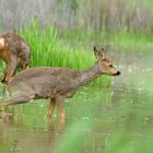 Les chevrettes au bain !!!!