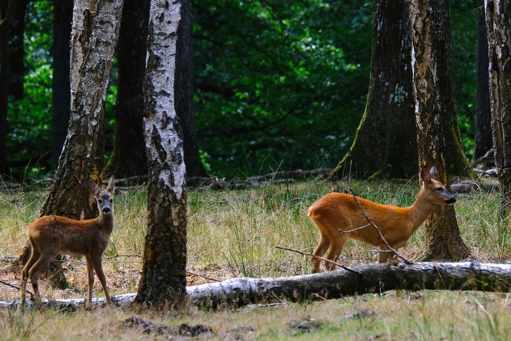 les chevrettes