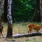 les chevrettes