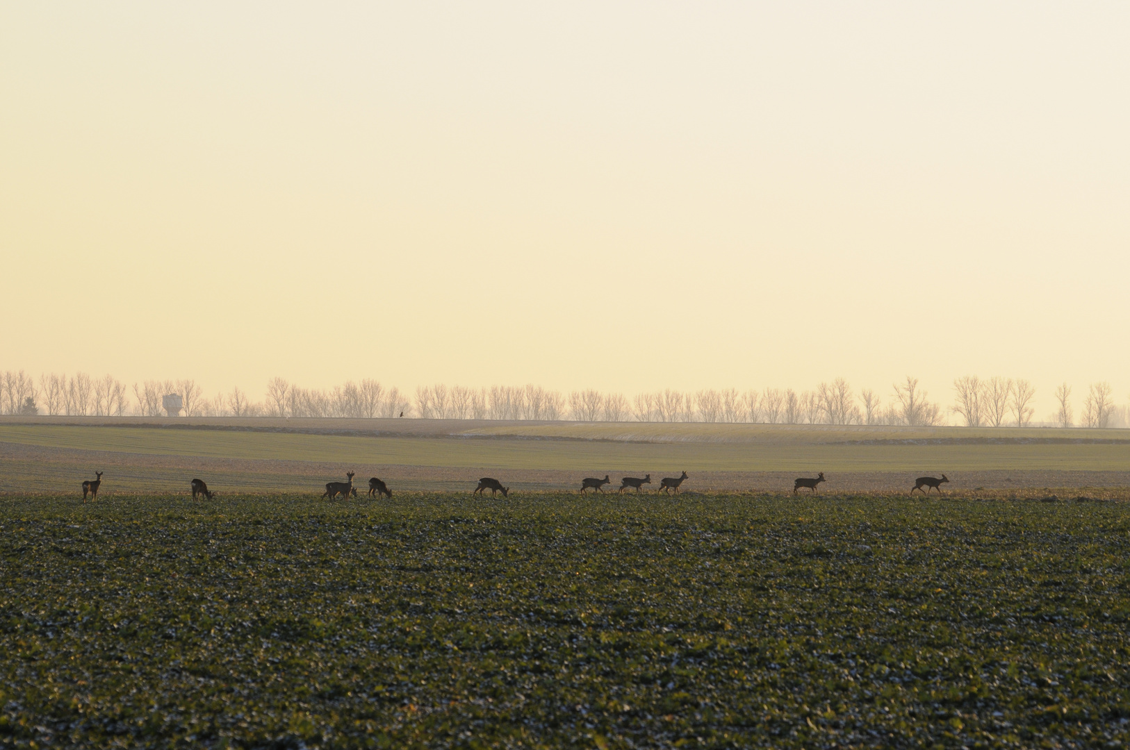 Les chevreuils