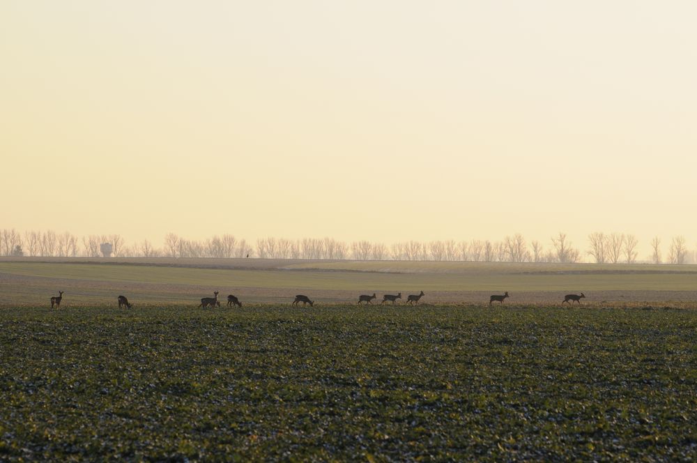 Les chevreuils