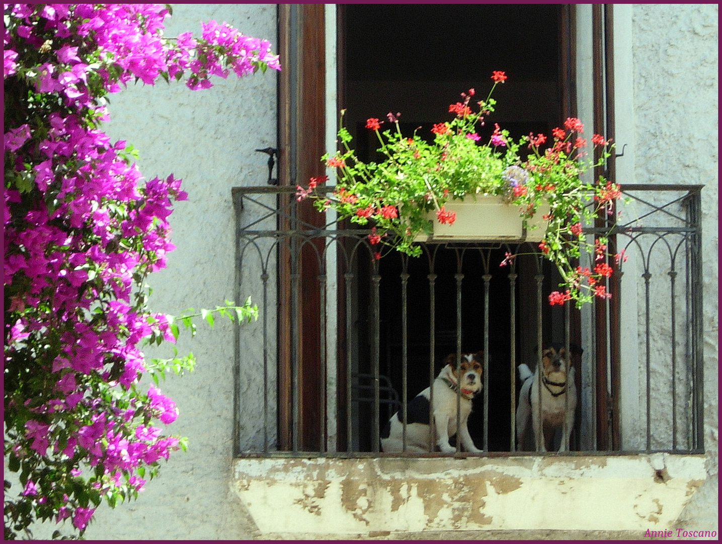 Les chiens de la voisine......