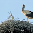 les cigognes blanches sont de retour en toscane 