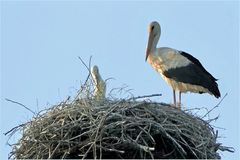 les cigognes blanches sont de retour en toscane 