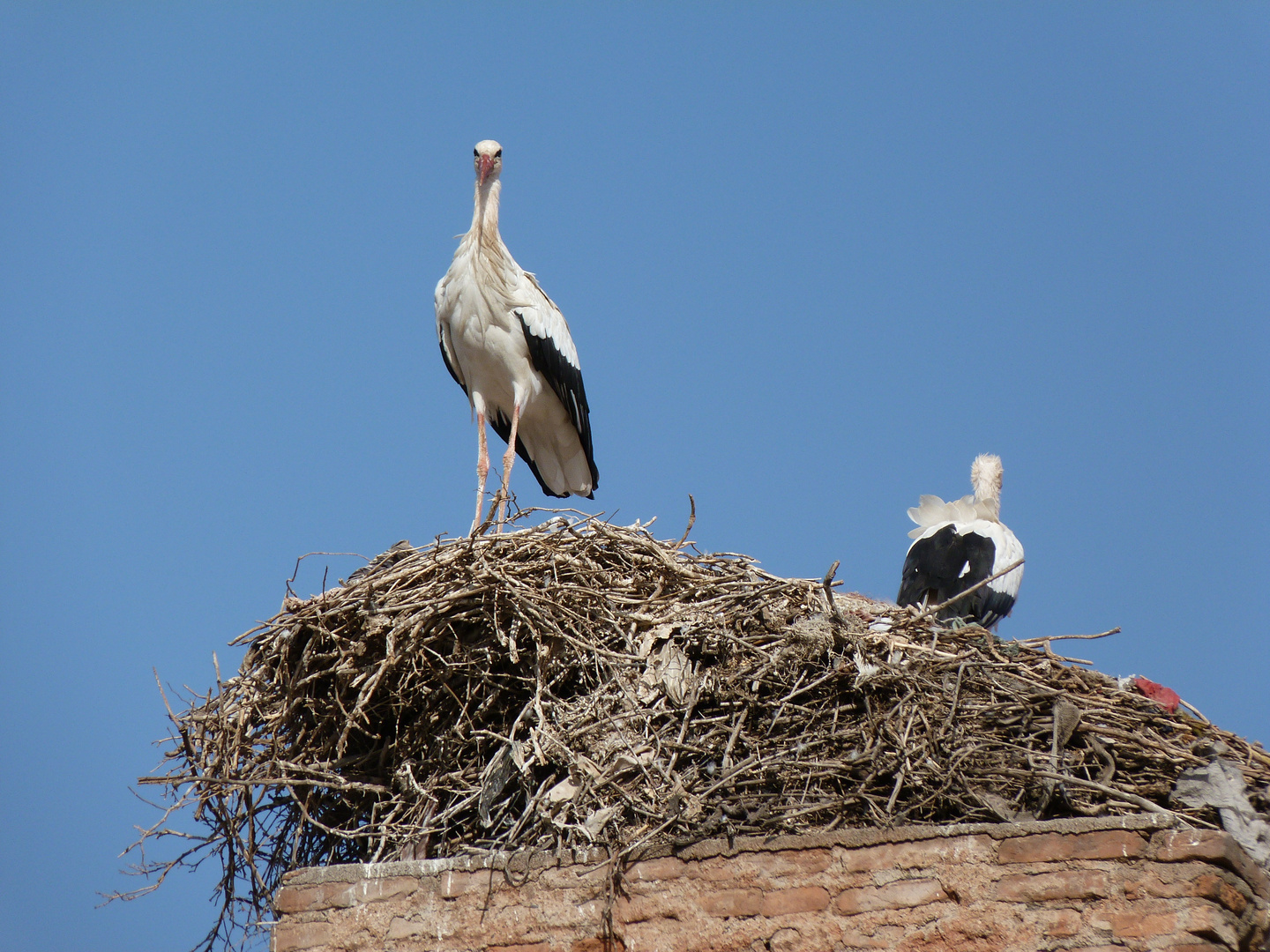 Les cigognes de Marrakech