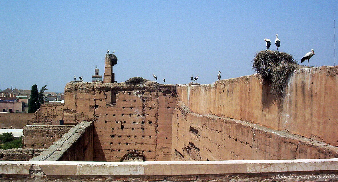 Les cigognes ont investi le Palais de la Bahia, Maroc