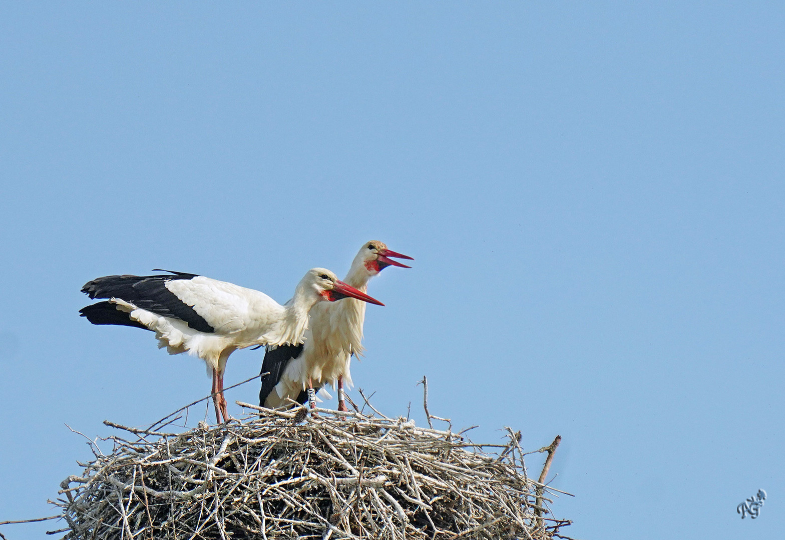 Les cigognes sur le nid