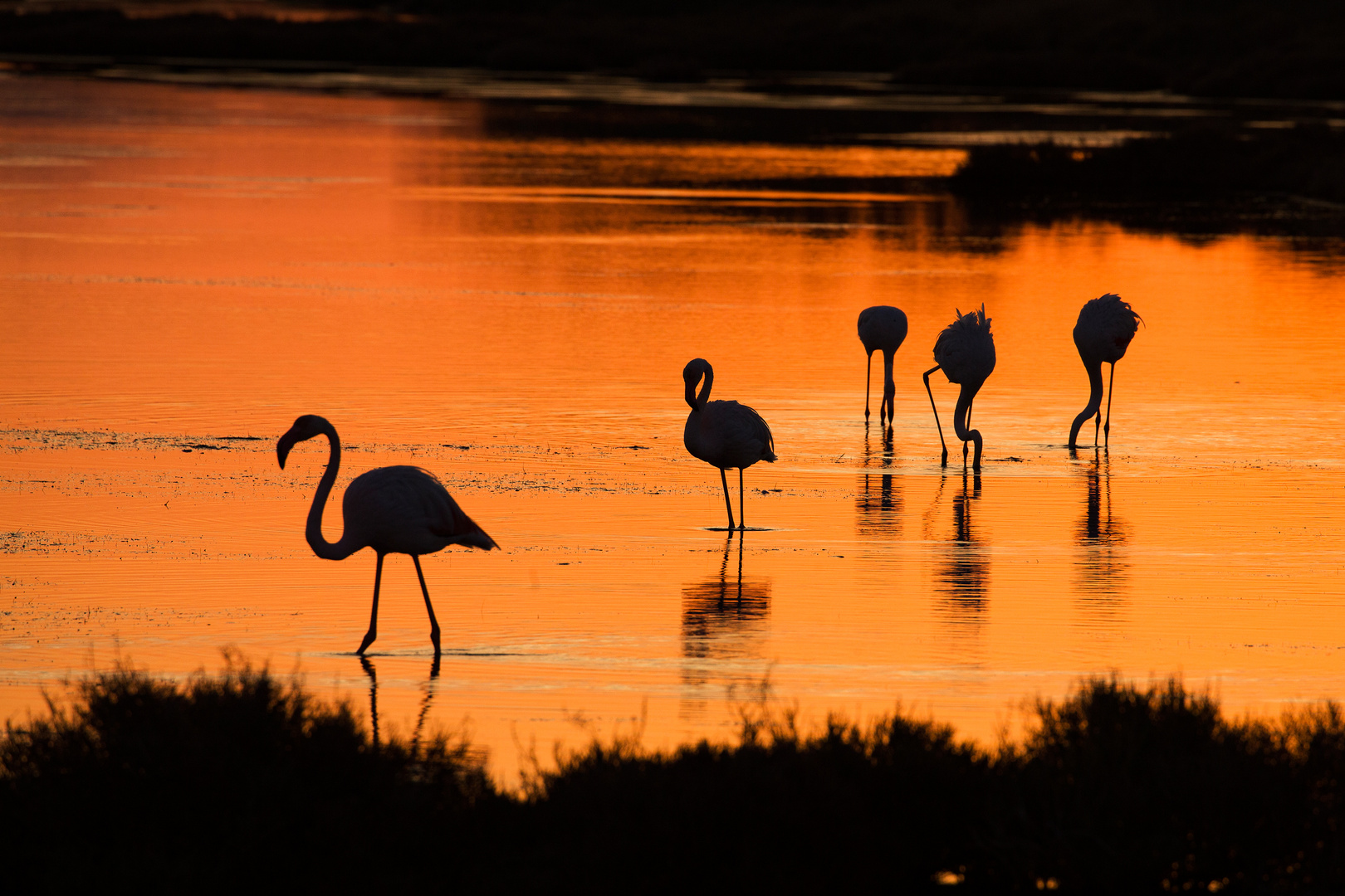 Les cinq flamants .....