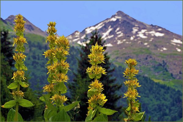 les cinq grandes  gentianes jaunes sauvages!