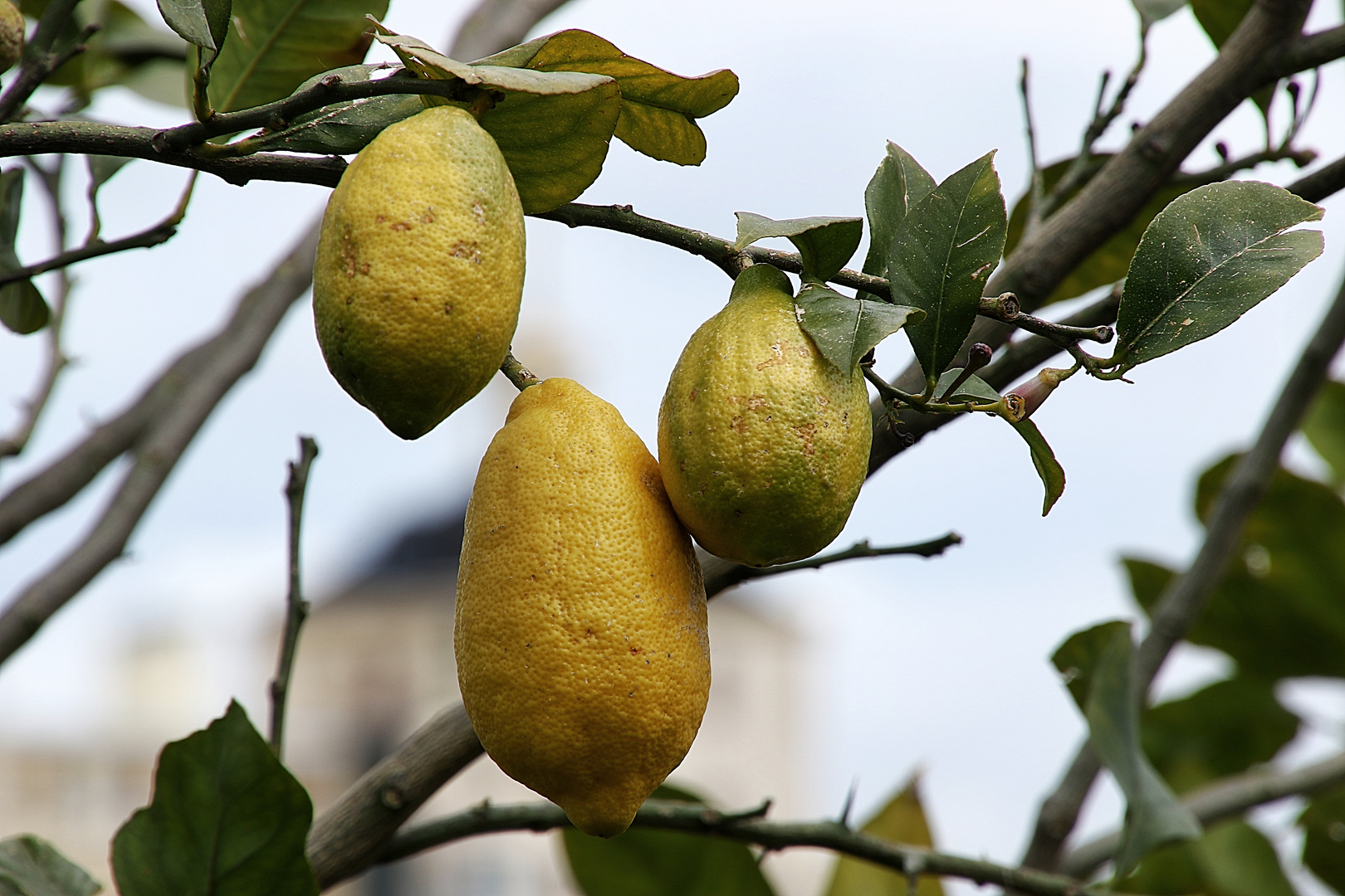 les citrons !