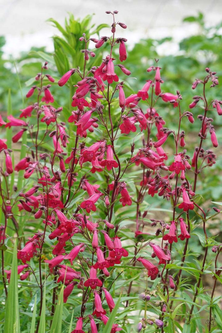 Les clochettes ... au jardin