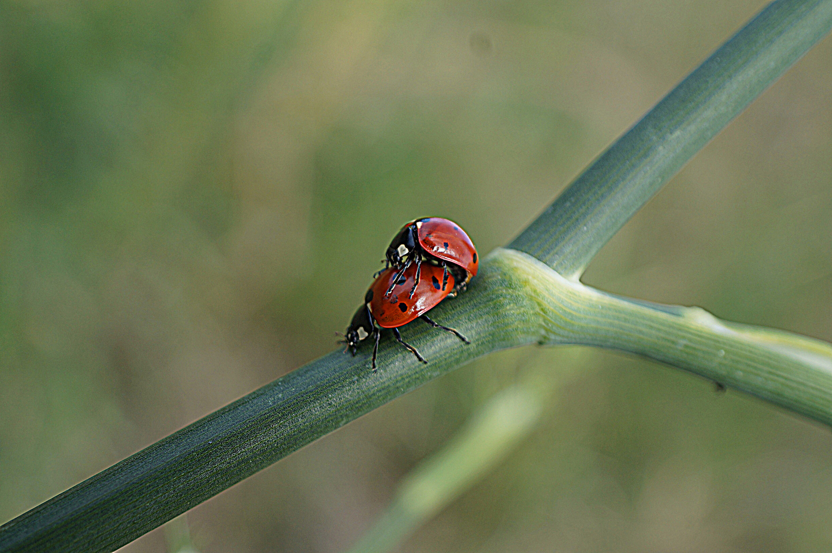 les coccinelles qui s'accouples