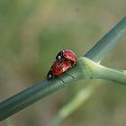 les coccinelles qui s'accouples