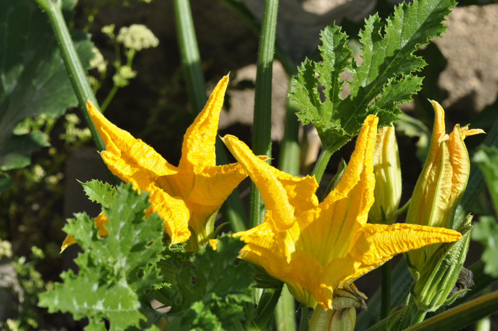 Les cocombres en fleurs .......!