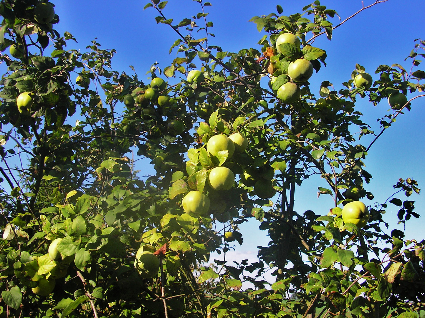 Les coings de l'automne !!!!!