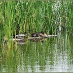  les colverts se sont mis au vert.....