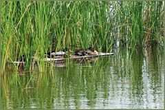  les colverts se sont mis au vert.....